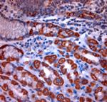 TPC2 Antibody in Immunohistochemistry (Paraffin) (IHC (P))