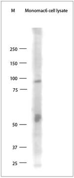 TLR9 Antibody in Western Blot (WB)