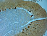 IP3R 1 Antibody in Immunohistochemistry (Paraffin) (IHC (P))