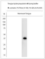 TAS2R38 Antibody in Western Blot (WB)