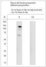 TRPC2 Antibody in Western Blot (WB)