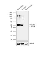 VGLUT1 Antibody in Western Blot (WB)