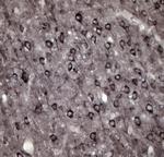 VAMP A/B Antibody in Immunohistochemistry - Free Floating (IHC (Free))