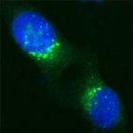 VDP Antibody in Immunocytochemistry (ICC/IF)