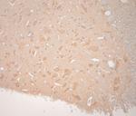 VTI1B Antibody in Immunohistochemistry (Paraffin) (IHC (P))