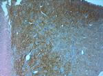 VGluT1 Antibody in Immunohistochemistry (Paraffin) (IHC (P))