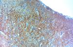 VGluT1 Antibody in Immunohistochemistry (Paraffin) (IHC (P))