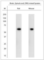 VGluT1 Antibody in Western Blot (WB)