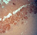 VGluT2 Antibody in Immunohistochemistry (Paraffin) (IHC (P))