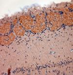 VGluT2 Antibody in Immunohistochemistry (Paraffin) (IHC (P))