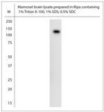 XPO6 Antibody in Western Blot (WB)