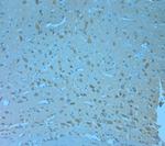 NRIF1 Antibody in Immunohistochemistry (Paraffin) (IHC (P))