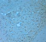 NRIF1 Antibody in Immunohistochemistry (Paraffin) (IHC (P))