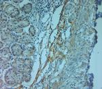 ZO2 Antibody in Immunohistochemistry (Paraffin) (IHC (P))