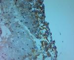 ZO2 Antibody in Immunohistochemistry (Paraffin) (IHC (P))