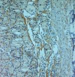 ZO2 Antibody in Immunohistochemistry (Paraffin) (IHC (P))