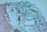 ZO2 Antibody in Immunohistochemistry (Paraffin) (IHC (P))