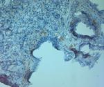 ZO2 Antibody in Immunohistochemistry (Paraffin) (IHC (P))