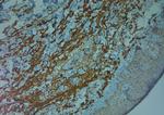 ZO2 Antibody in Immunohistochemistry (Paraffin) (IHC (P))