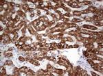 OTC Antibody in Immunohistochemistry (Paraffin) (IHC (P))