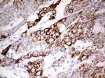 OTC Antibody in Immunohistochemistry (Paraffin) (IHC (P))