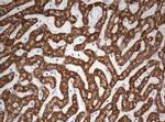 OTC Antibody in Immunohistochemistry (Paraffin) (IHC (P))