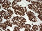 OTC Antibody in Immunohistochemistry (Paraffin) (IHC (P))