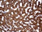 OTC Antibody in Immunohistochemistry (Paraffin) (IHC (P))