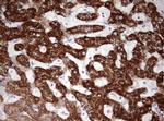 OTC Antibody in Immunohistochemistry (Paraffin) (IHC (P))