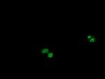 OTUB1 Antibody in Immunocytochemistry (ICC/IF)