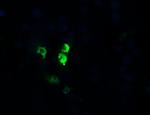 OTUB1 Antibody in Immunocytochemistry (ICC/IF)