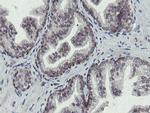 OTUB1 Antibody in Immunohistochemistry (Paraffin) (IHC (P))