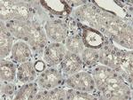 OTUB1 Antibody in Immunohistochemistry (Paraffin) (IHC (P))