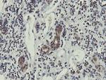 OTUB1 Antibody in Immunohistochemistry (Paraffin) (IHC (P))