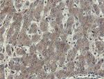 OTUB1 Antibody in Immunohistochemistry (Paraffin) (IHC (P))