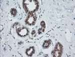 OTUB1 Antibody in Immunohistochemistry (Paraffin) (IHC (P))