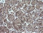 OTUB1 Antibody in Immunohistochemistry (Paraffin) (IHC (P))