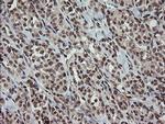 OTUB1 Antibody in Immunohistochemistry (Paraffin) (IHC (P))