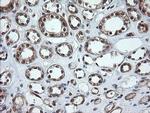 OTUB1 Antibody in Immunohistochemistry (Paraffin) (IHC (P))