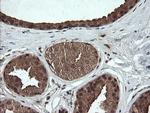 OTUB1 Antibody in Immunohistochemistry (Paraffin) (IHC (P))