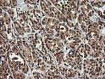 OTUB1 Antibody in Immunohistochemistry (Paraffin) (IHC (P))