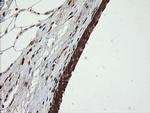 OTUB1 Antibody in Immunohistochemistry (Paraffin) (IHC (P))