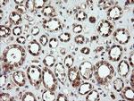 OTUB1 Antibody in Immunohistochemistry (Paraffin) (IHC (P))