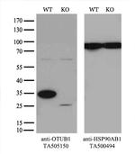 OTUB1 Antibody