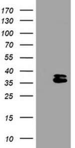 OTUB1 Antibody in Western Blot (WB)