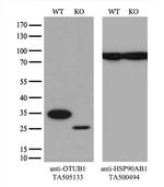 OTUB1 Antibody in Western Blot (WB)