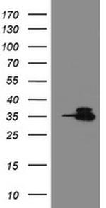 OTUB1 Antibody in Western Blot (WB)