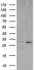 OTUB1 Antibody in Western Blot (WB)