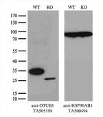 OTUB1 Antibody in Western Blot (WB)