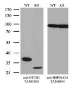 OTUB1 Antibody in Western Blot (WB)